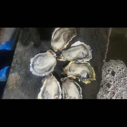 连云港生蚝（流通上，流通精，精品）规格 1，1.5，烧烤专用