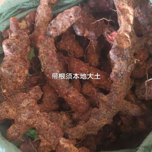 江门梅州本地土茯苓，带根须，土茯苓大土，中土茯苓