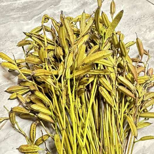 都江堰市毛茨菇果夹