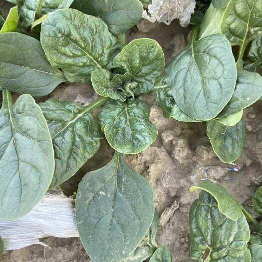 中牟县百亩漏天趴地菠菜，棵大，叶厚