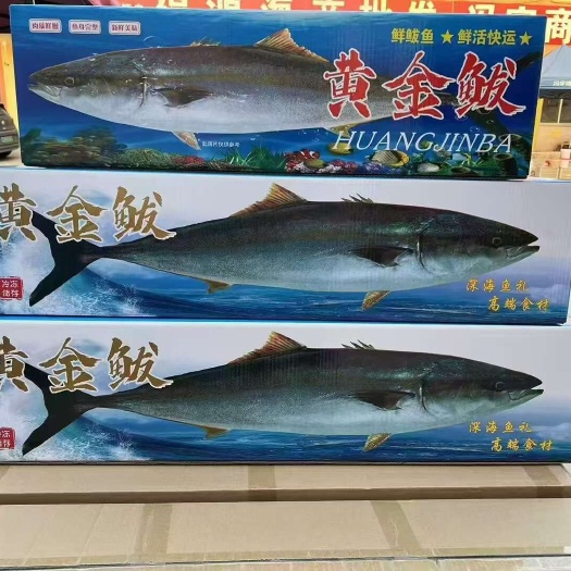 黄金鲅鱼，鲜活速冻，一手货源，现货批发