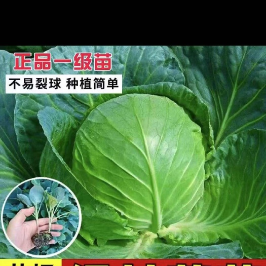 山东寿光苗厂直发甘蓝苗，四季可种，耐寒耐热，精品穴盘苗