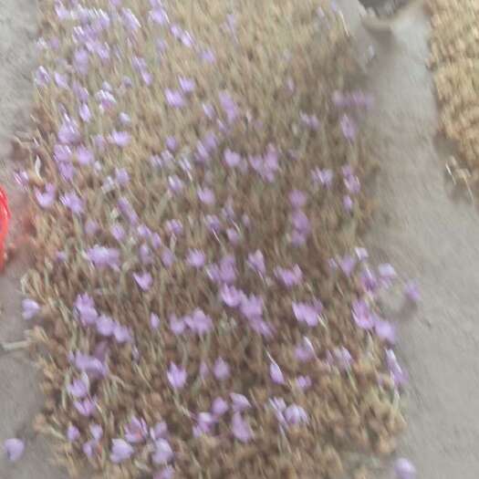仙居县藏红花种球