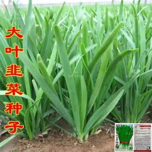 邵东市大叶韭菜种子四季播种割茬多次收获易种蔬菜青菜阳台盆栽菜