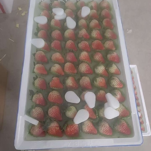 红颜草莓