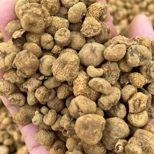 陕西汉中货元胡片元胡天麻等