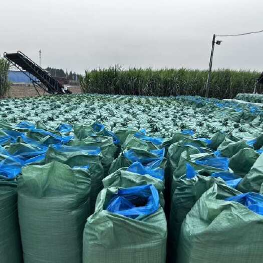 来宾广西来宾兴宾区小平阳优质甘蔗尾青储饲料，品质看得见，货源直供