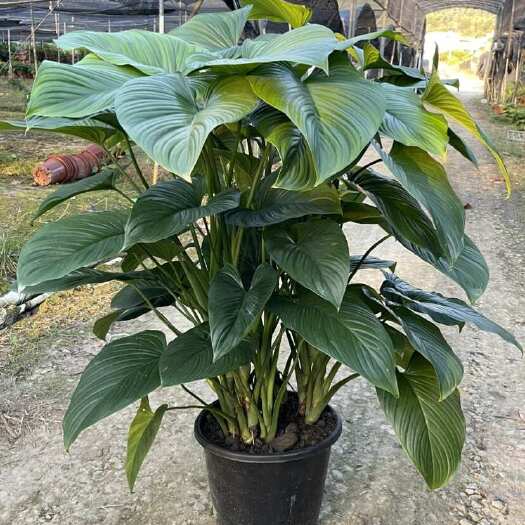 新兴县绿芙蓉/千年健，自家100亩基地种植