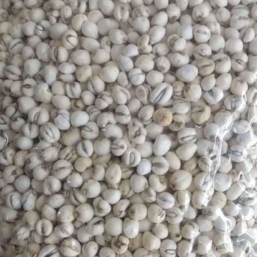亳州贝母 平贝母 小平贝 现货供应