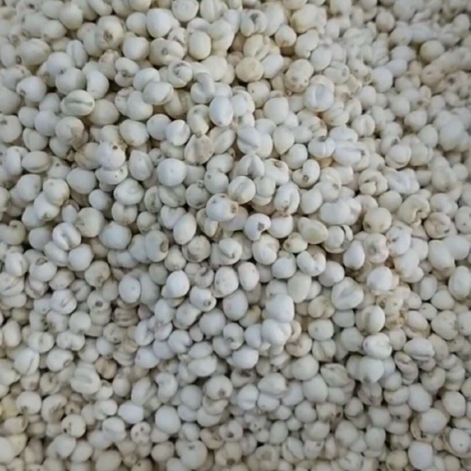 亳州贝母 平贝母 小平贝 量大从优