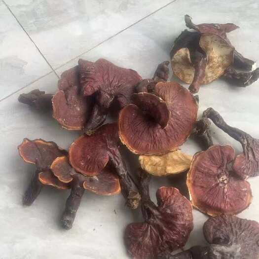 昆明白肉灵芝