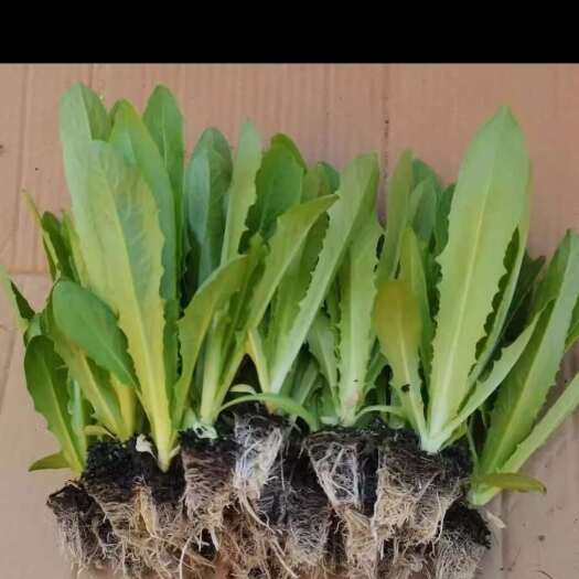 寻甸县云南昆明基地直供，精品油麦菜小苗，各种蔬菜苗批发