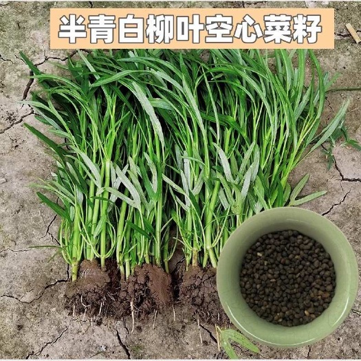 广西博白柳叶空心菜秧苗种子籽半青白通心菜应季蔬菜盆栽易种蕹菜