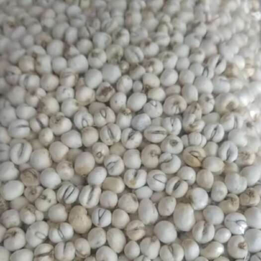 亳州贝母 平贝母 小平贝