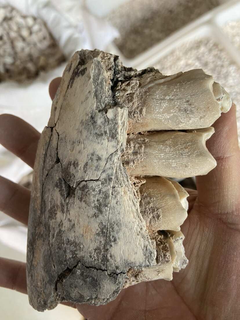 【白龙齿】药材保真精选龙齿龙骨500克/一袋商家资质齐备