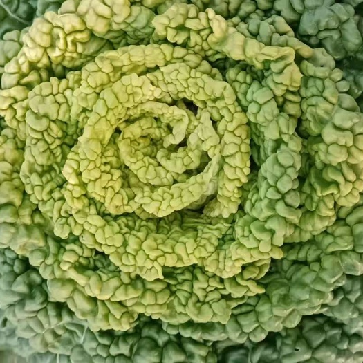 南阳黄心乌。黄心菜。菊花菜。