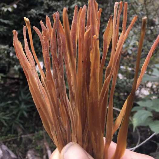 秀山重庆秀山特产秀山黄花菜熟条黄花菜手工制作