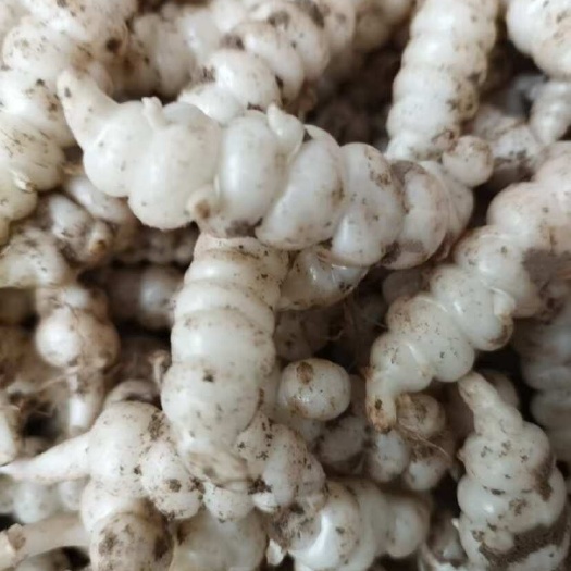 天门市螺丝菜