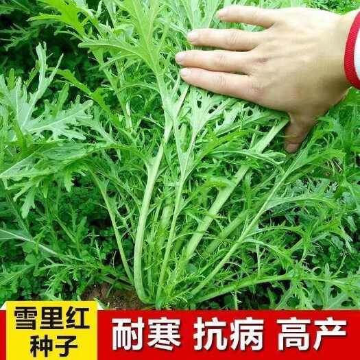 邵东市雪里蕻种子细叶雪里红农家雪菜籽春不老蔬菜种子排菜腌制咸菜