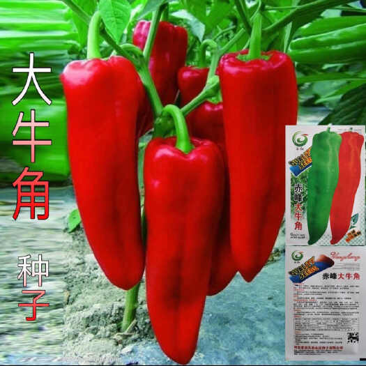 特大牛角椒种子大果青椒辣椒种籽肉厚青椒微辣蔬菜种子