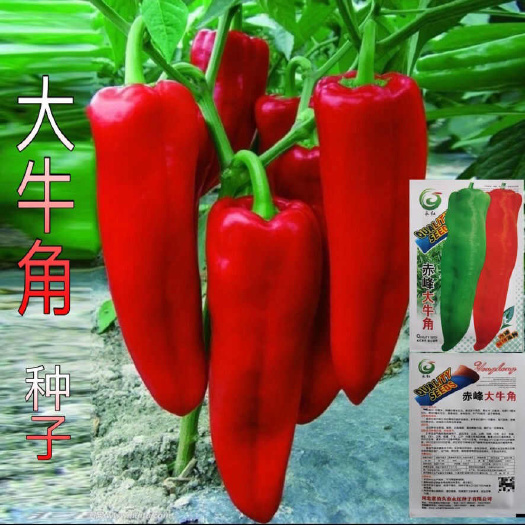 宿迁特大牛角椒种子大果青椒辣椒种籽肉厚青椒微辣蔬菜种子