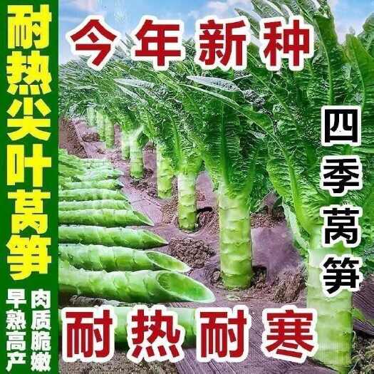 邵东市【今年新种】四季莴笋种子青皮青肉香莴笋种耐热耐寒莴苣籽