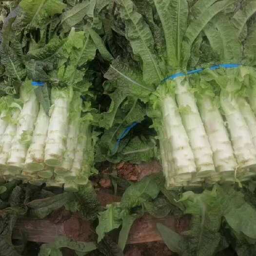 荆州湖北荆州新鲜莴笋整车发货蔬菜供应商