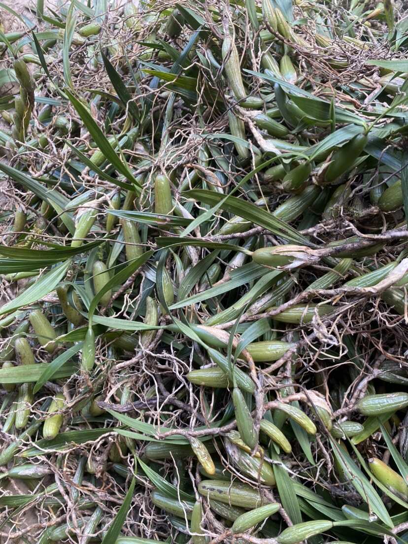 批发双叶大果 支持一件代发 云南石橄榄石仙桃 煲汤 中草