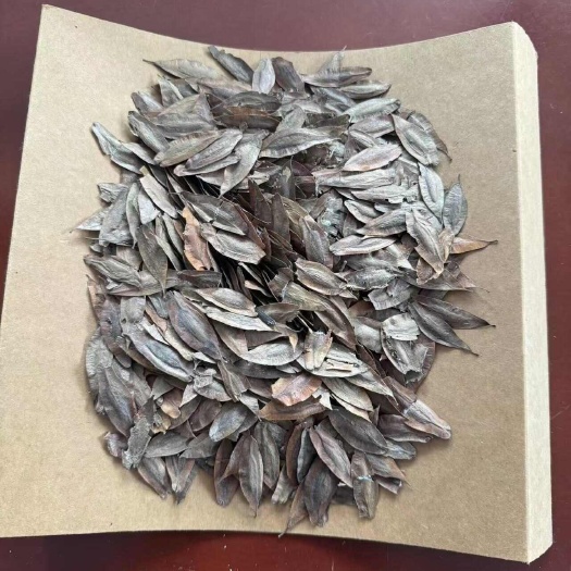 杜仲种子