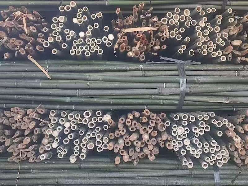菜架竹 竹竿 豆角架