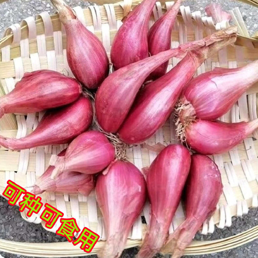 红䓤头种子紫红色葱头种子基地实发新鲜红䓤头种植榨油食用红葱头