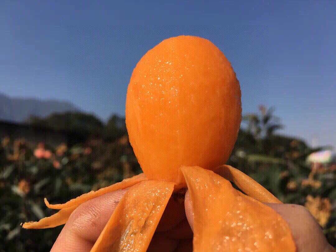 【 顺丰为主 米易枇杷】新鲜高山树上熟皮薄肉厚5斤现摘现发