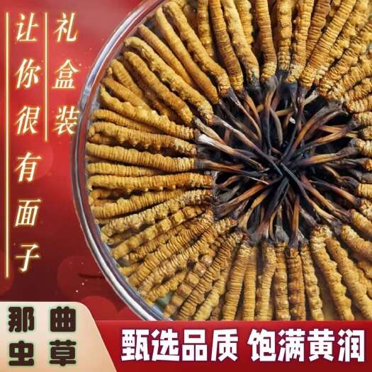 拉萨冬虫夏草产地直供西藏那曲虫草干虫草甄选品质根根饱满诚招代理