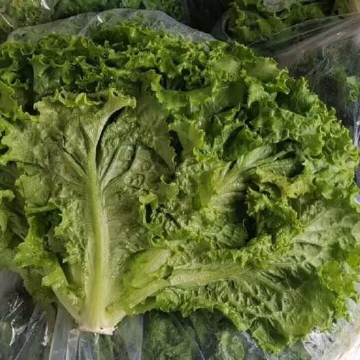 邯郸河北新鲜直供 意大利生菜 高品质营养丰富