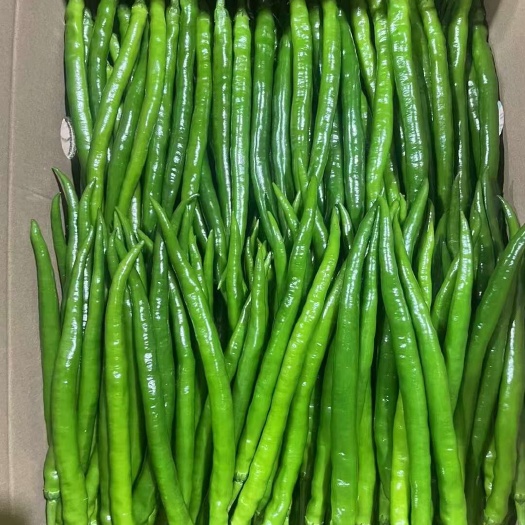 徐闻县3号线椒大量供应，品质保证，全国发货