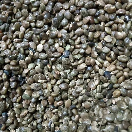 湛江小叶鸡骨草种子
