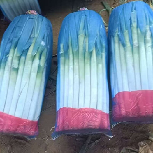 费县铁杆大葱