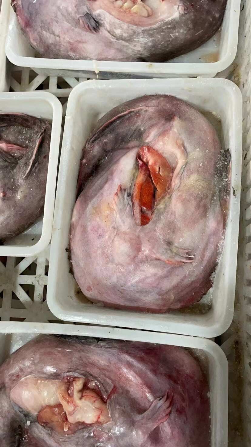 新鲜鲜活安康鱼冷冻整条鱼肚灯笼鱼大嘴蛤蟆内脏保留鱼肝海鲜海捕