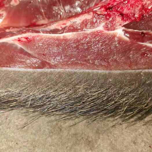 山猪肉
