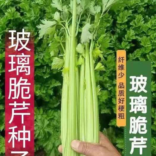 邵东市玻璃脆芹种子本芹芹菜种籽实心质脆味鲜阳台庭院秋季四季蔬菜种子