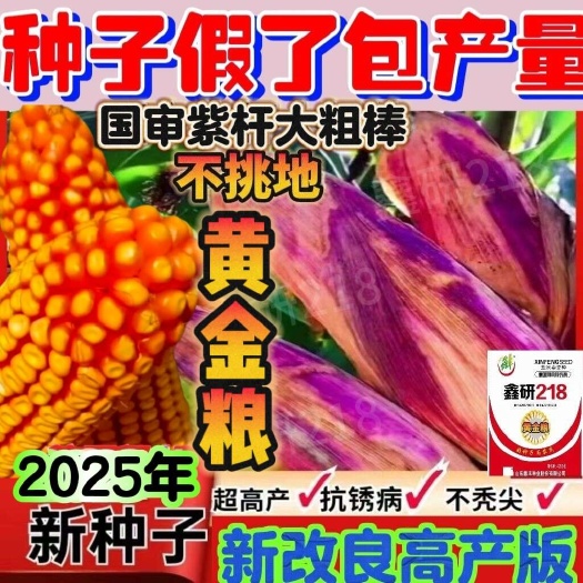 济南优质玉米种大全国审矮杆大棒抗病抗倒伏大马牙农科院苞米抗虫正品