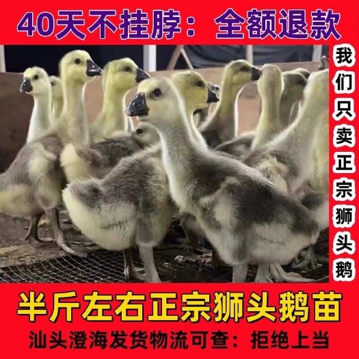 汕头现货脱温半斤1斤半大澄海狮头鹅苗