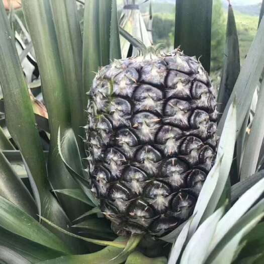 岭南菠萝苗 产地直销 马来品种 易活