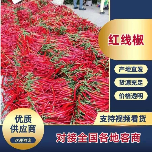 雷州市【荐】全红线椒新苗上市三号线椒全国发货诚信商家专业红辣椒