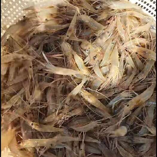罗定市罗氏虾苗5Cm左右