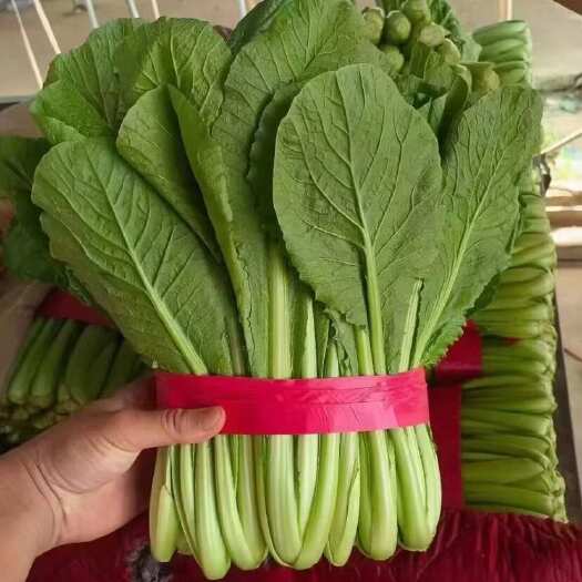 邯郸河北永年鲜嫩小白菜直销产地直发新鲜蔬菜叶菜类