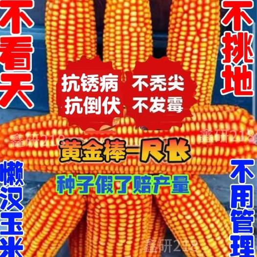 济南农科院玉米种子大全国审批发零售抗旱涝不死棵不花粒抗锈病包谷种