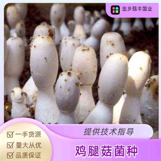 鸡腿菇菌种 食用菌菌种 蘑菇菌