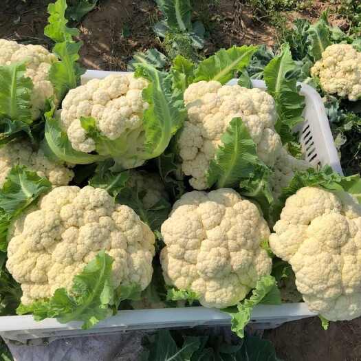 通海县云南露天种植新鲜花菜当季