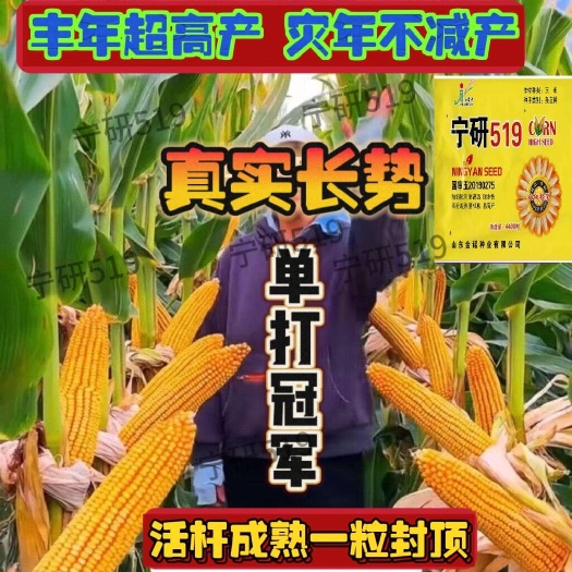 济南农科院正品种子国审矮杆大棒铁杆不倒翁抗锈病抗倒伏抗旱涝包谷种